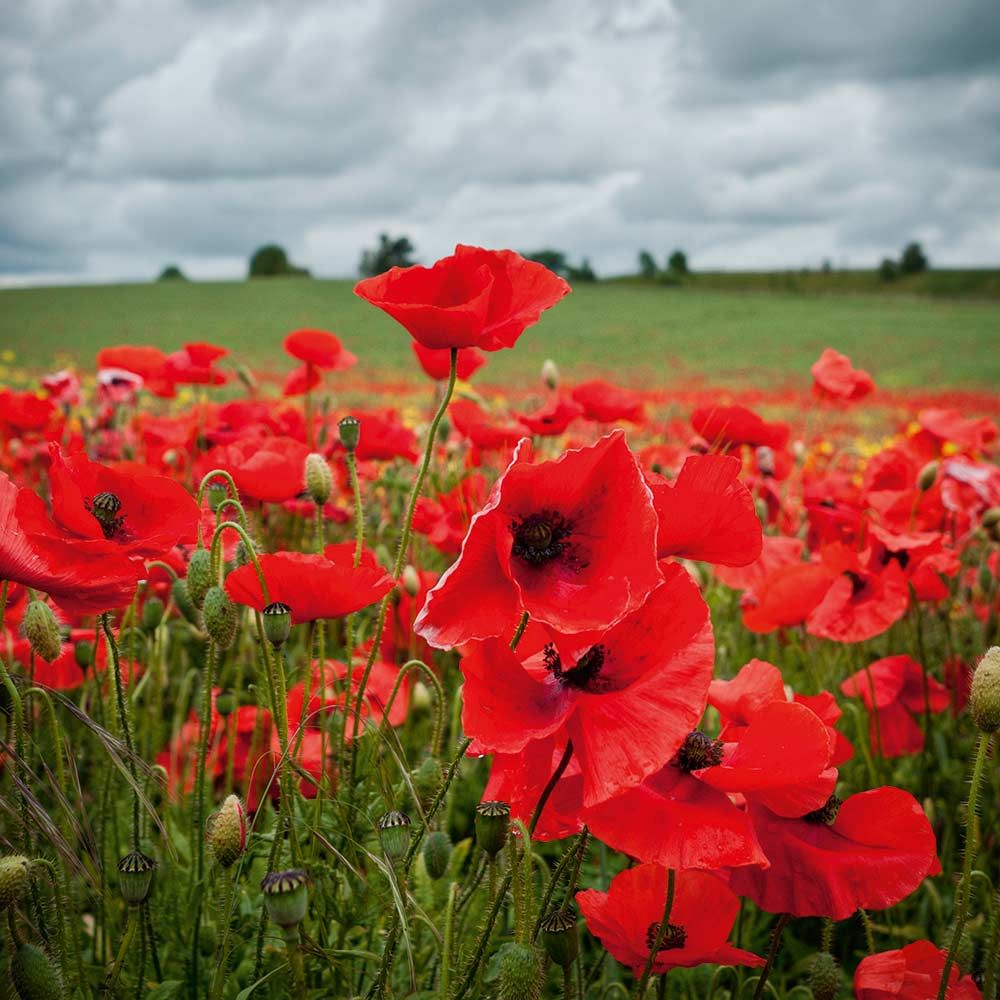 The Miracle Flower - from Flanders to the Tower