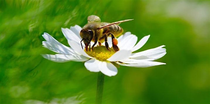 Pollinator and butterfly gardens