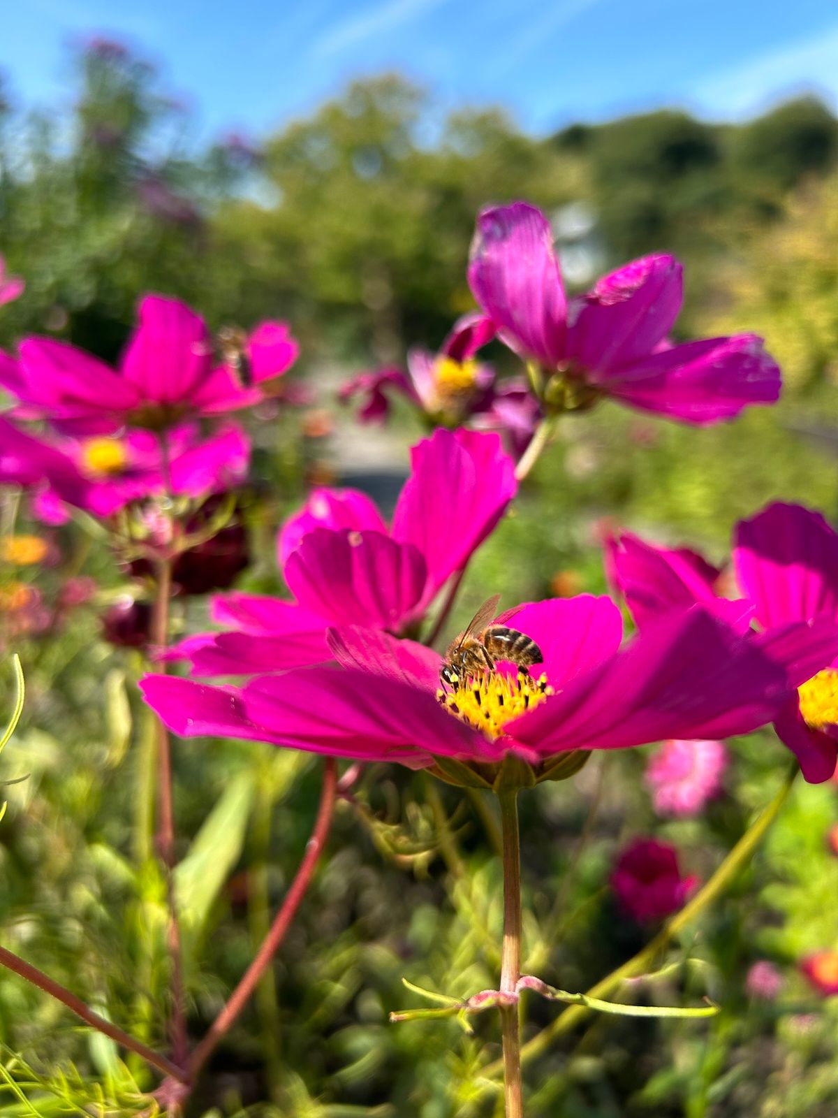 Plant Sale