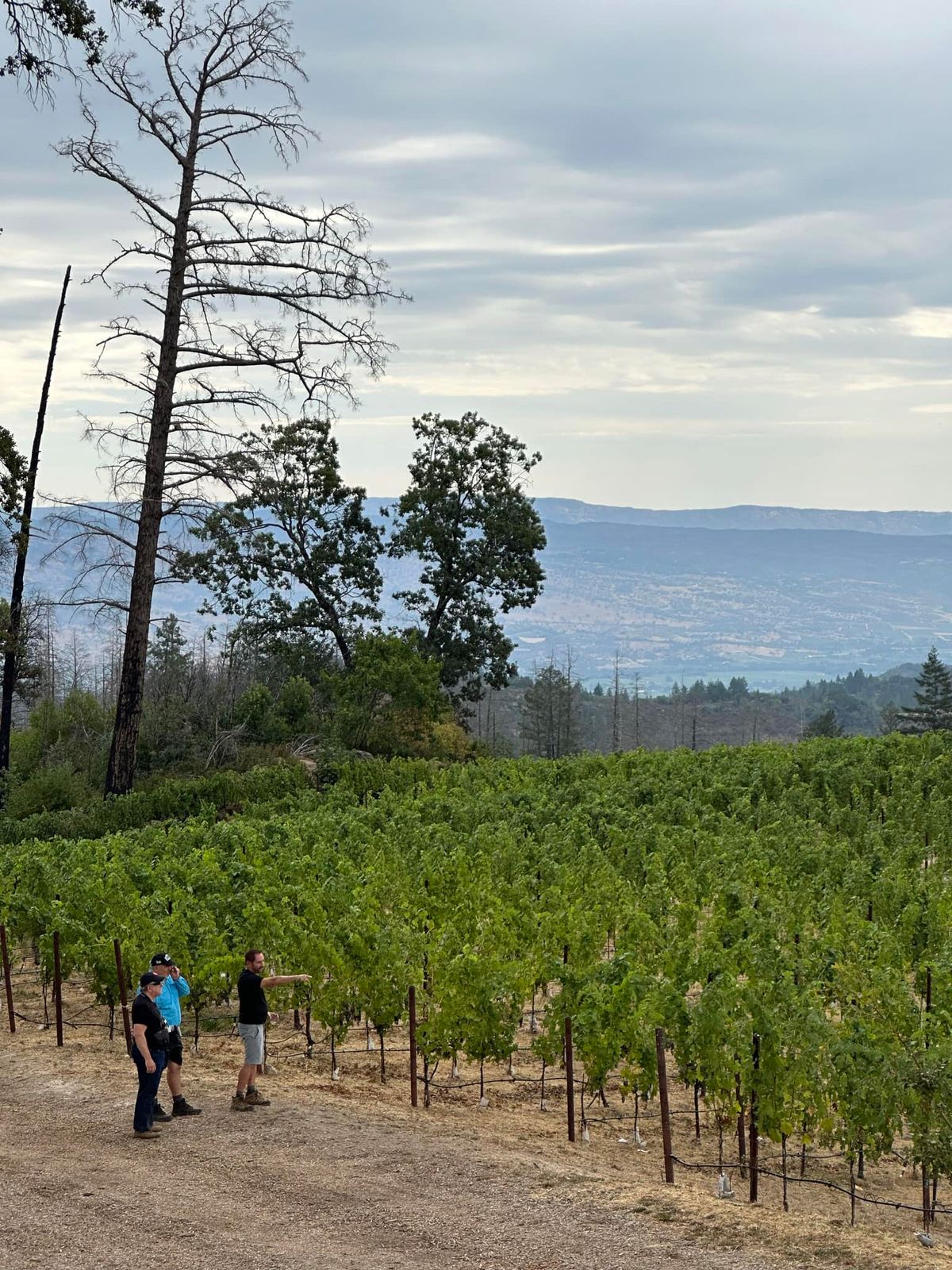 Harvest Vineyard Tasting Experience