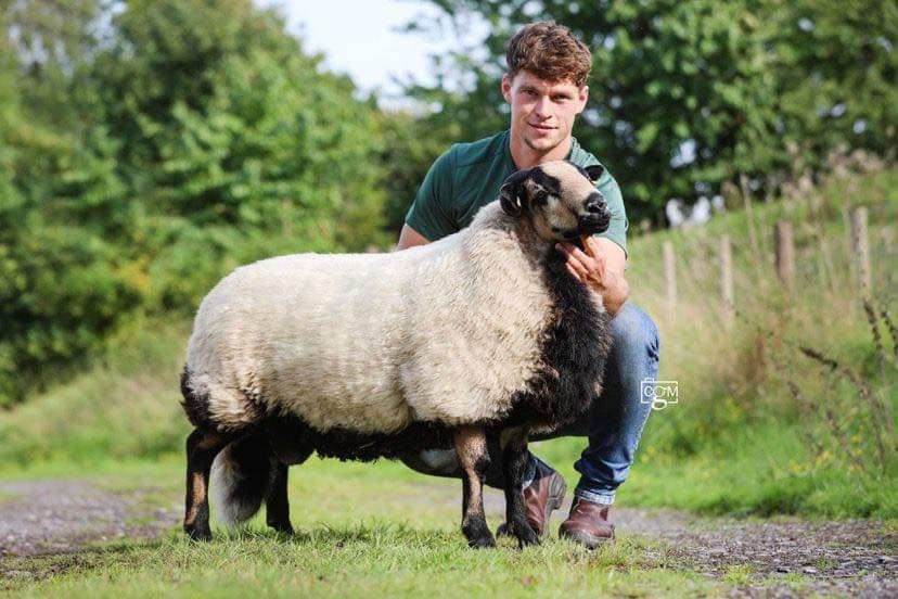 The Official Show & Sale of Badger Face Welsh Mountain Sheep