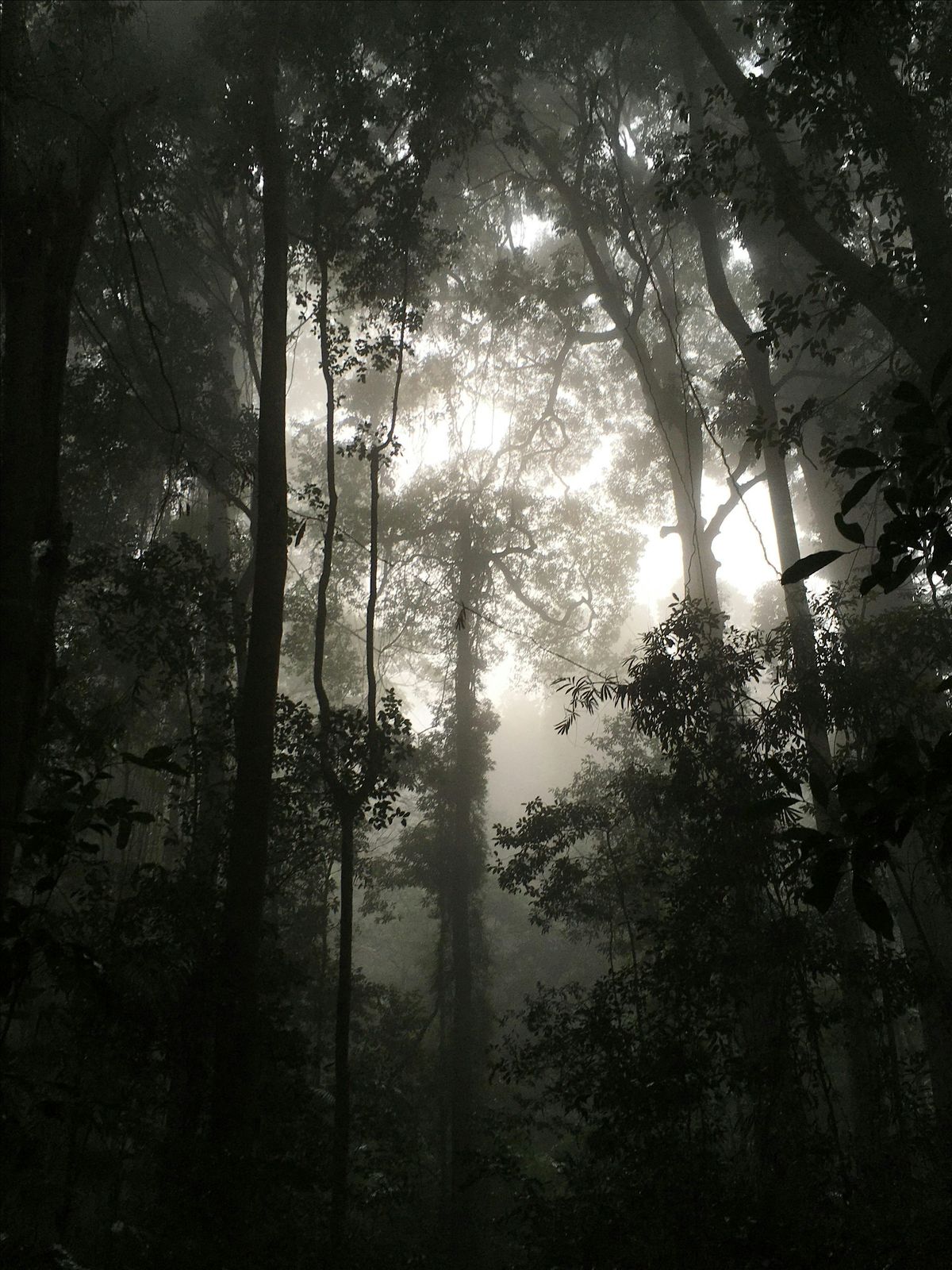Rainforests Through Millennia