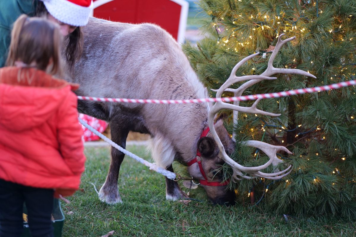 Santa's Reindeer at Galleria West