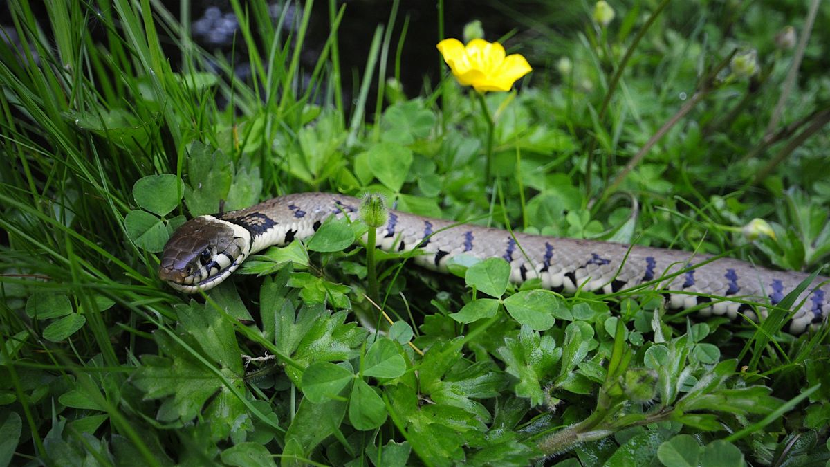 Introduction to the UK Grass Snake