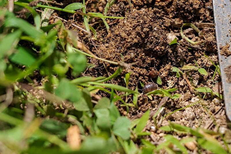 Free Workshop Soil: Really Important Tiny Lives