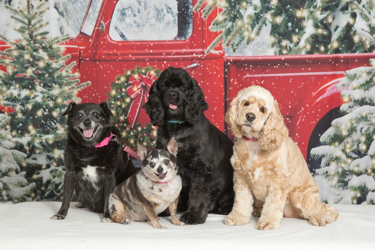 Holiday Pet & Family Photo Day