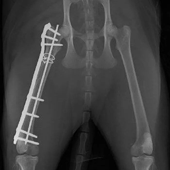 Fracture Management Wet-lab NZ