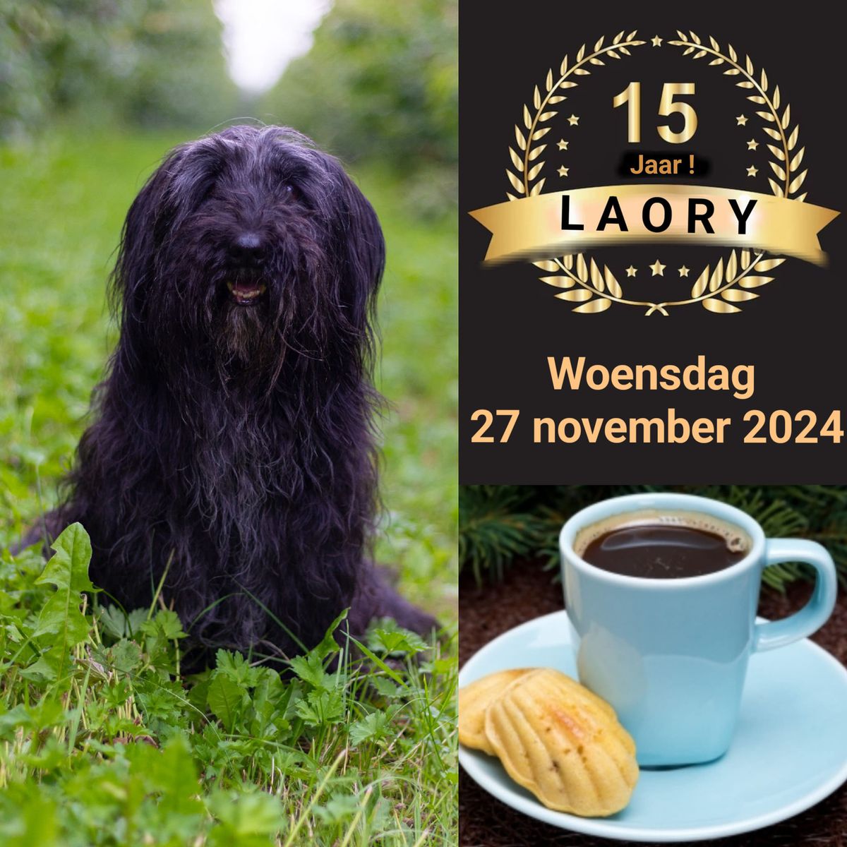 Feestje ; de security woef " Laory "  van hobbywinkel M-art-10 wordt 15 jaar op 27 november !!!