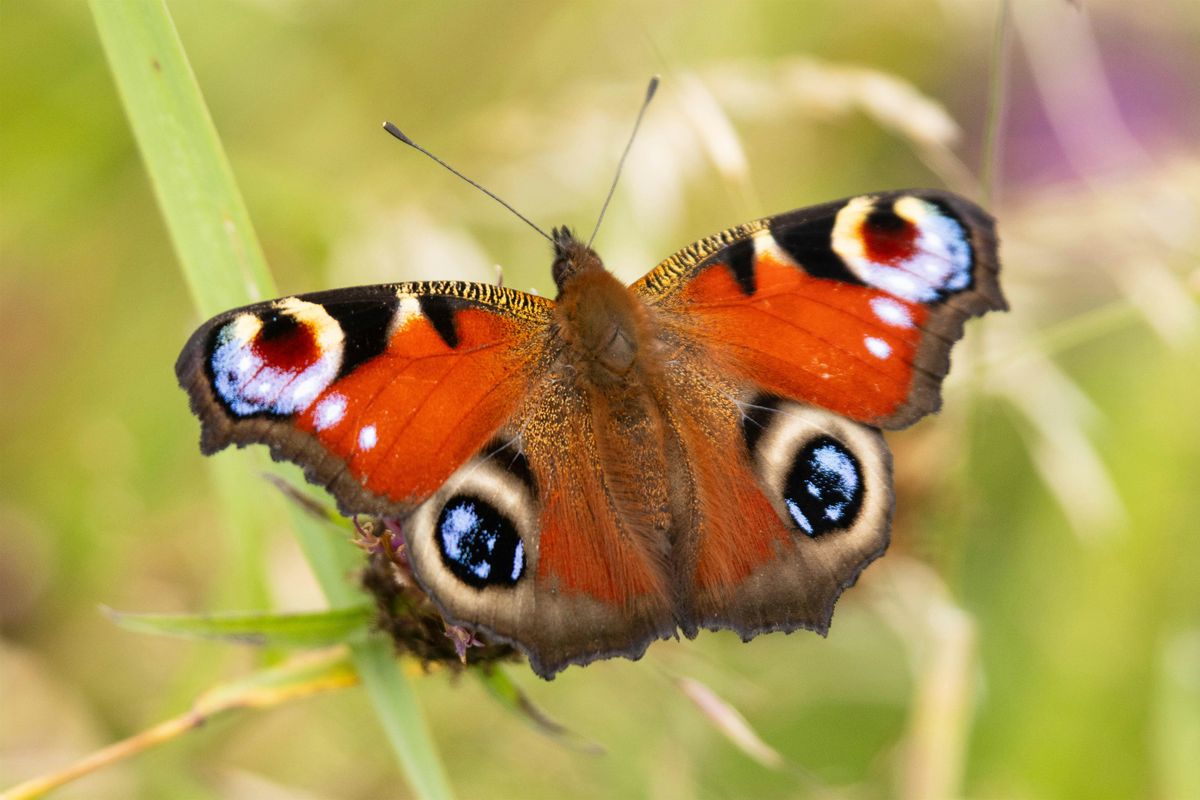 Summer Nature Club - Perfect Pollinators