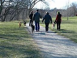 Pets for Mental Health Edinburgh Day Dog Walk