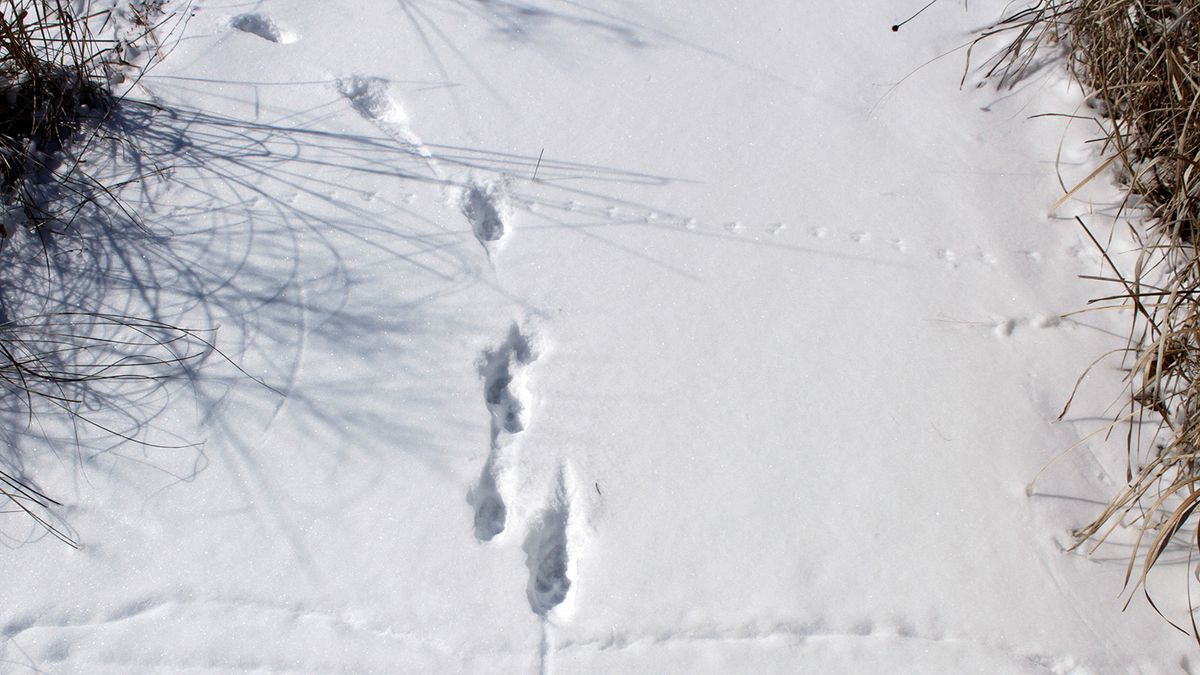 Family Nature Program: Animal Tracks