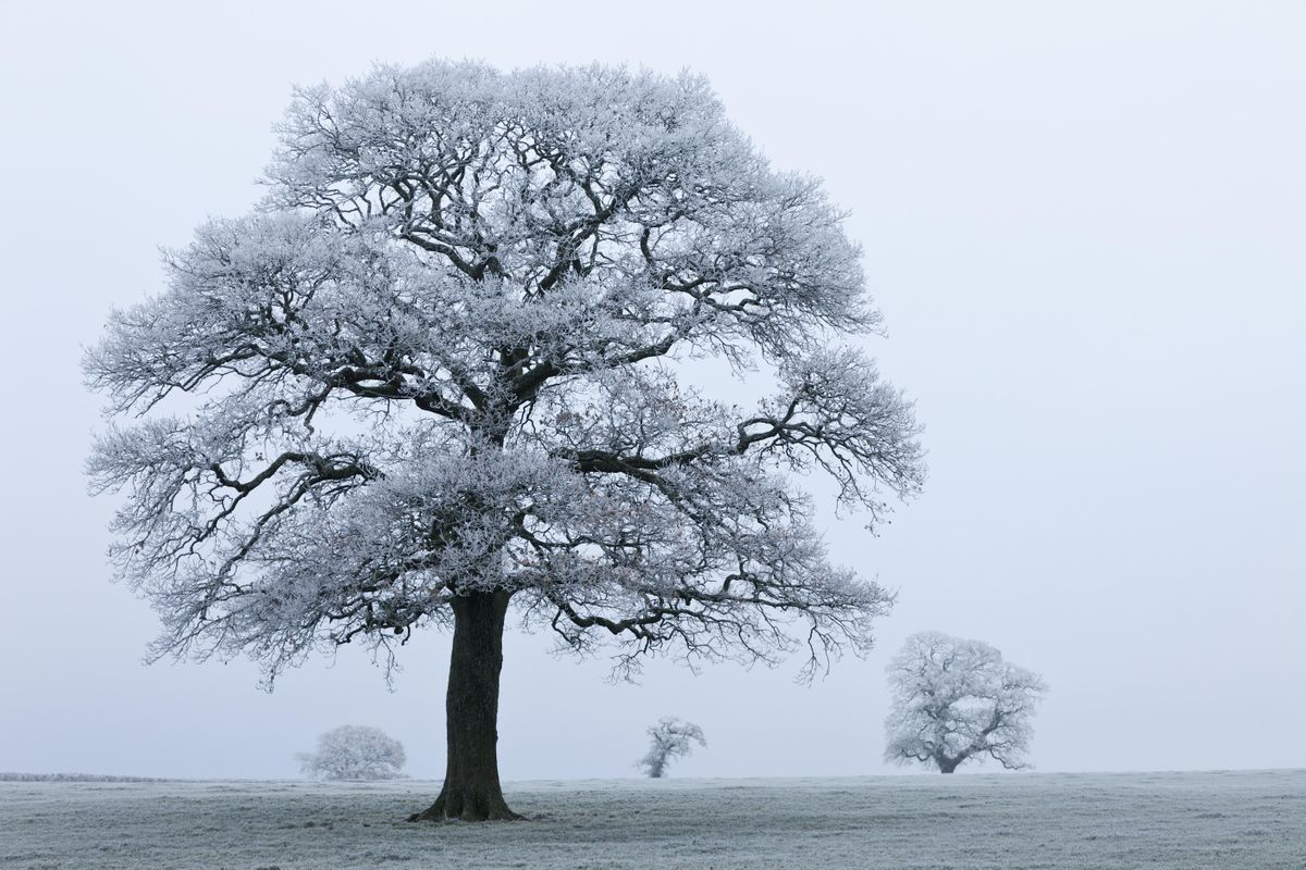 Tree Identification in Winter