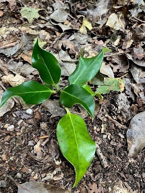 Holly Tree Earth Wisdom Day