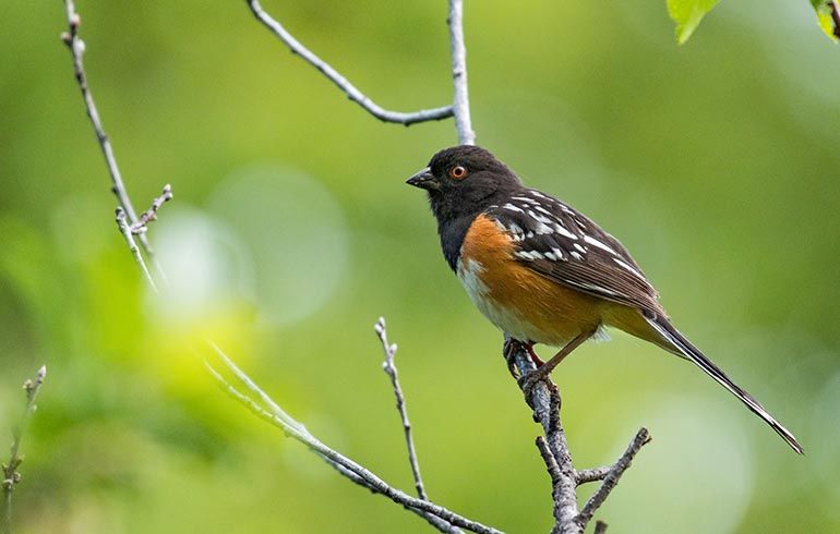 Eastside Audubon Bird Walk at Bellevue Botanical Garden