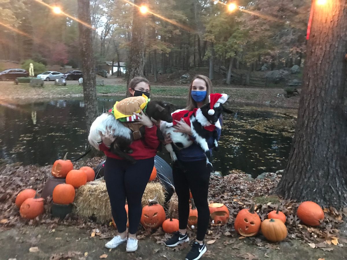 Halloween Goat Costume Party: Baby Goat Mingle