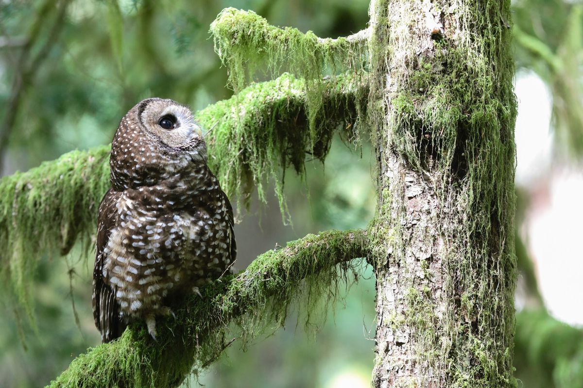 Stories from Bird Alliance: Amending the Northwest Forest Plan Presents Both Opportunity and Risk