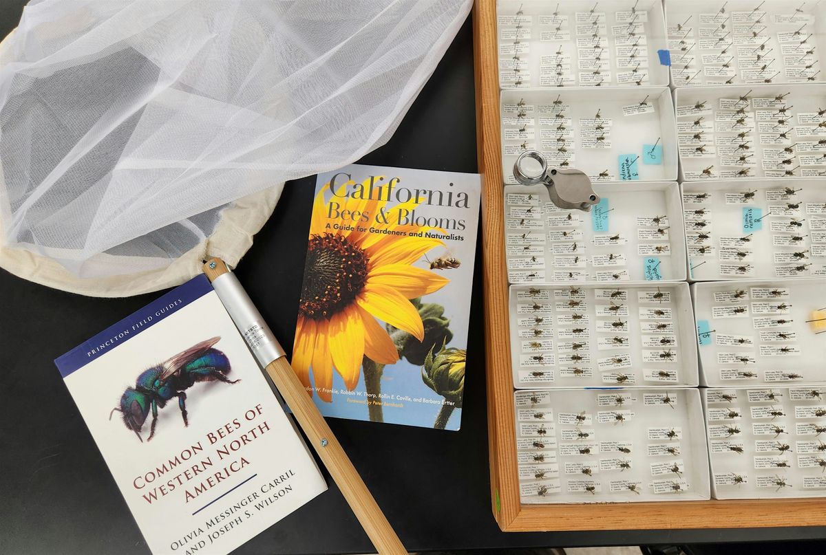 Introduction to Native Bees with Kandis Gilmore