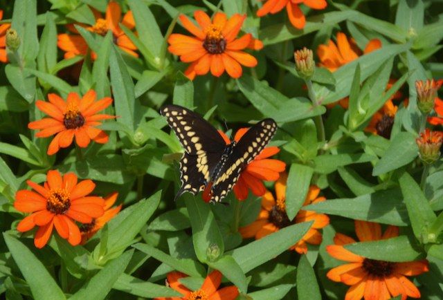 Butterflies for Beginners (Adult)