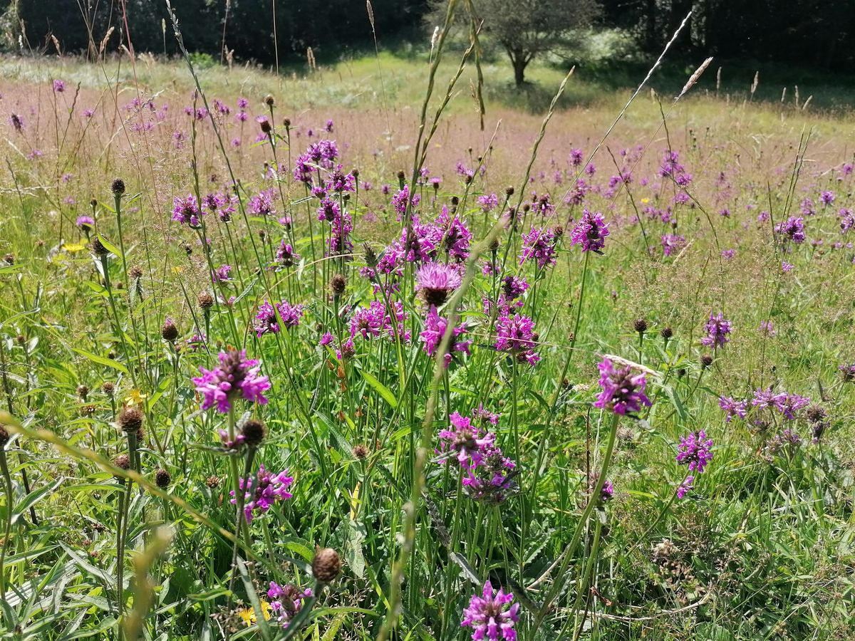 Volunteer Work Day: Moss Valley Woodlands Nature Reserve