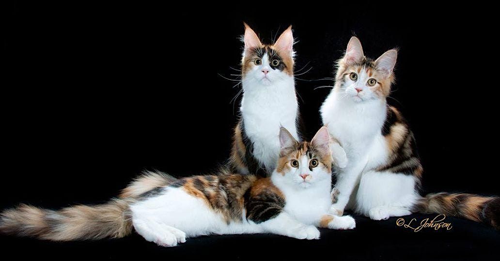 Cat Show in LA (Glendale) - Poinsettia City Cat Club