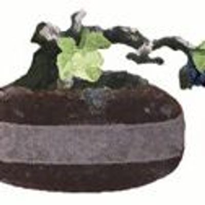 Wine Country Curling Club