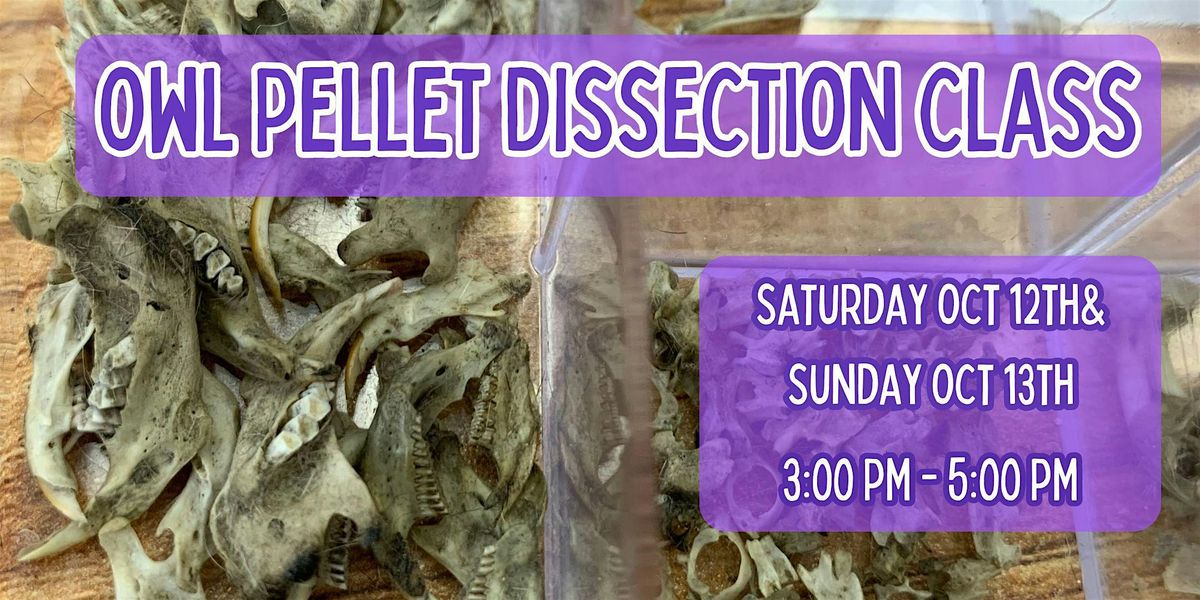 Owl Pellet Dissection Class