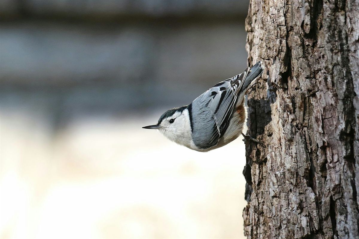 Birding for Beginners