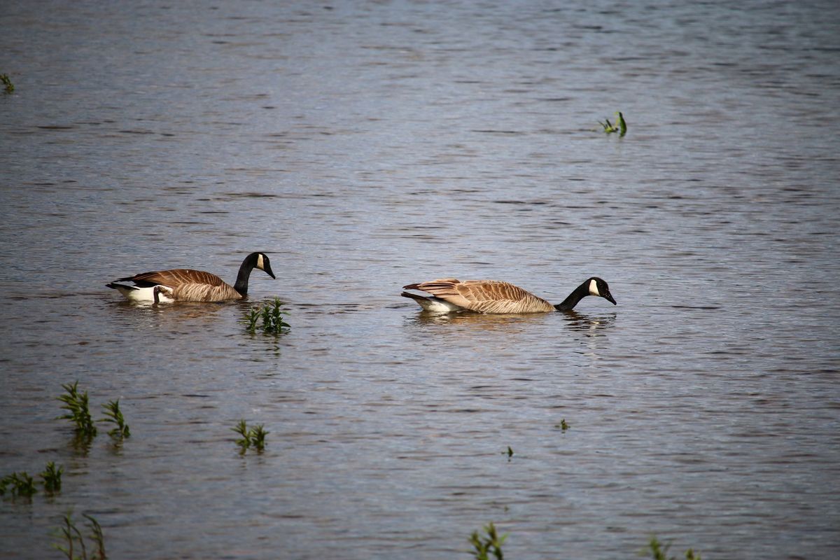 WenOut Tuesday Series-River Walk Starting at Pybus