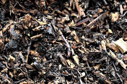 Woodchip as Mulch, Soil Health Improver and Propagation Live  Event