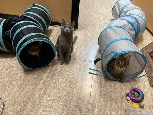 petsmart bunker hill