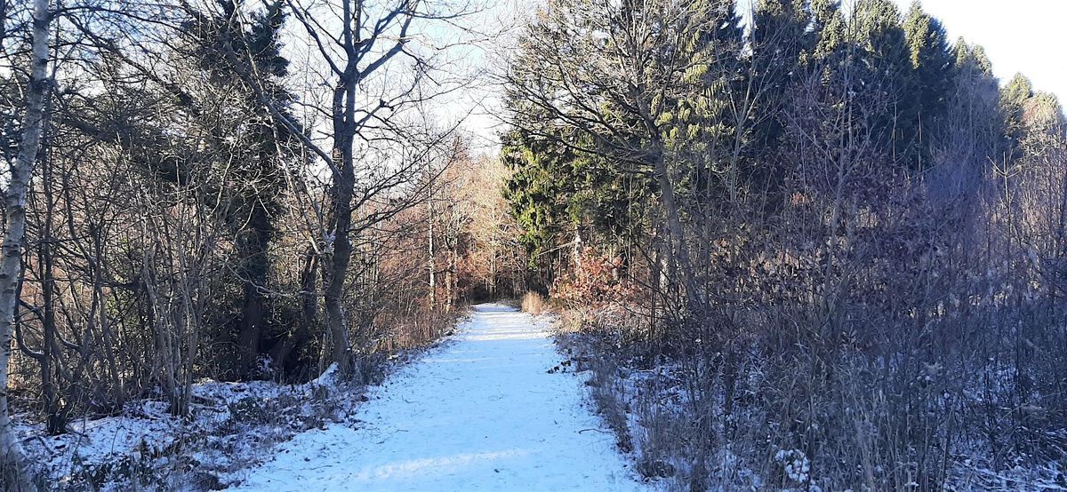 Open volunteering day and guided tour of Milkwellburn Wood