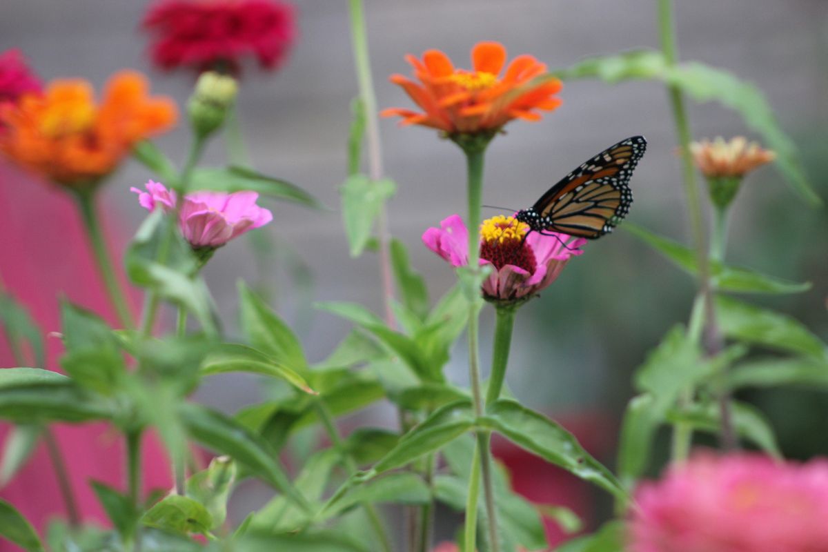 33rd Annual Battle Creek Garden Tour