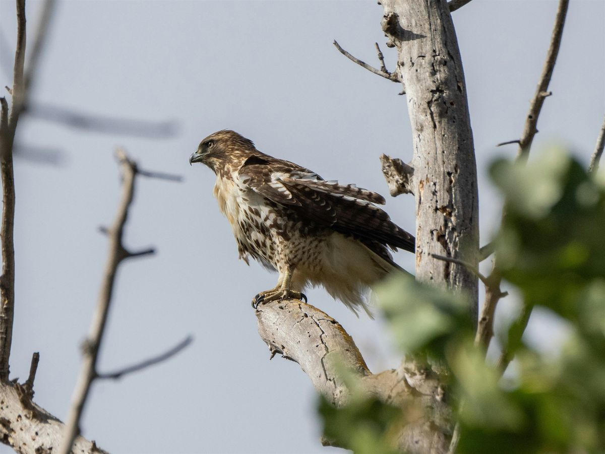 BioBlitz at Coyote Creek Trail near McCarthy Road