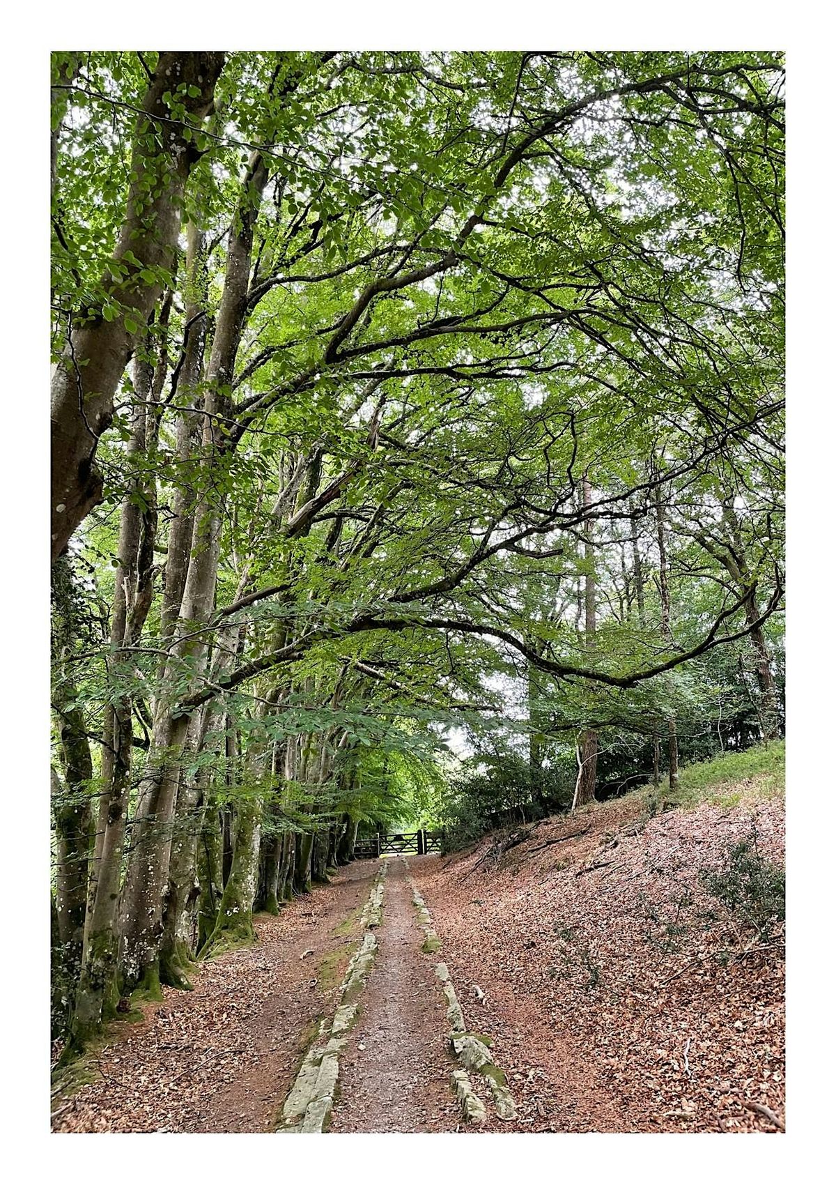 Walk Haytor to Yarner Woods