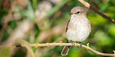 Birding at Burden July 2024