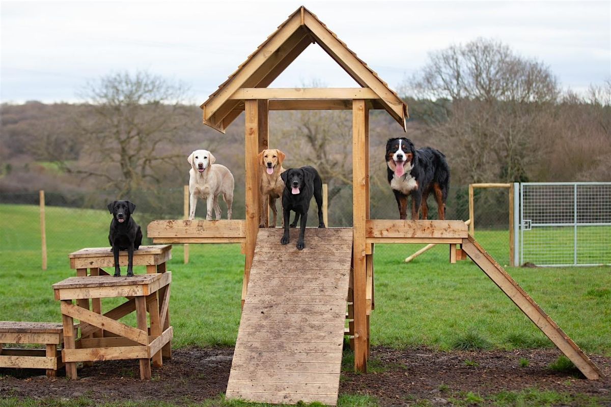 Secure dog walking field