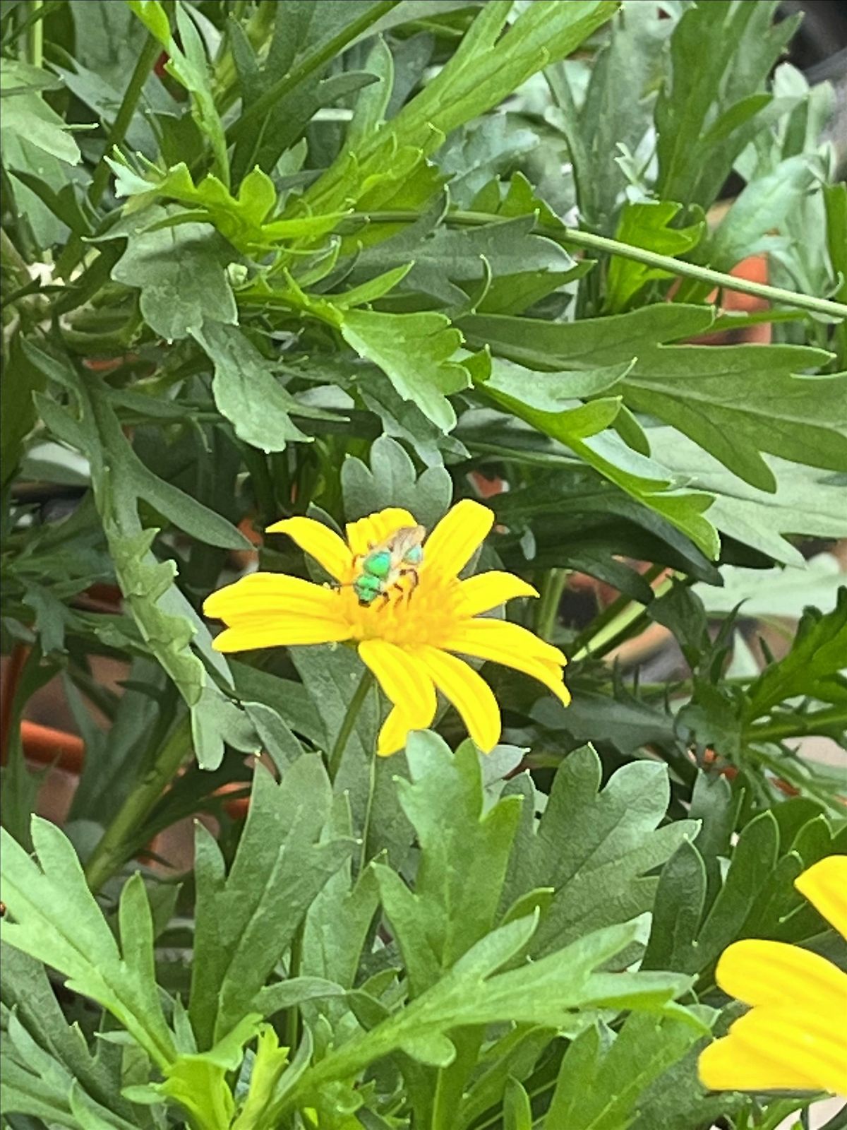 Urban Gardening: Learn, See, Taste