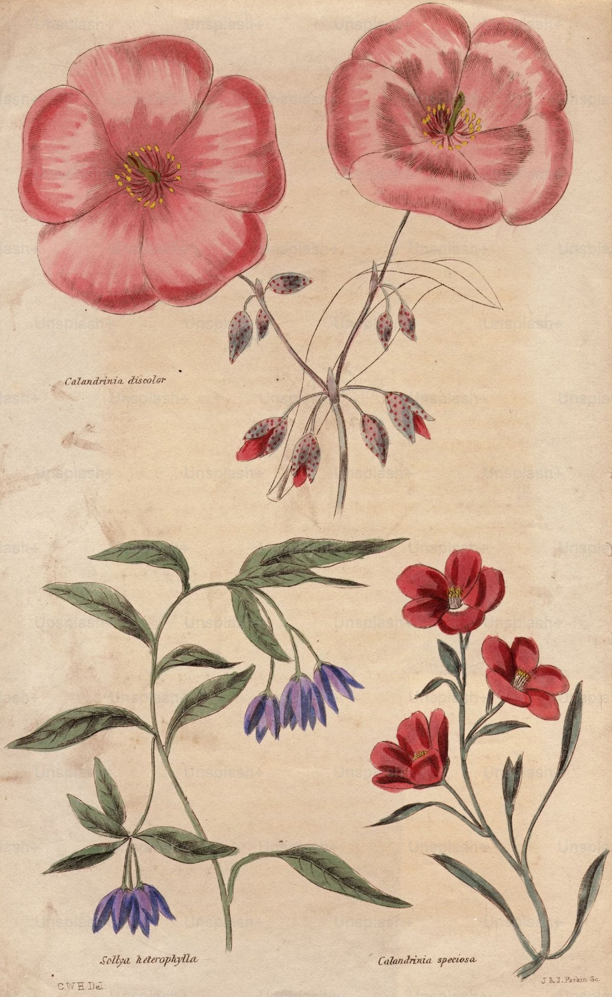 Intro to Botanical Drawing