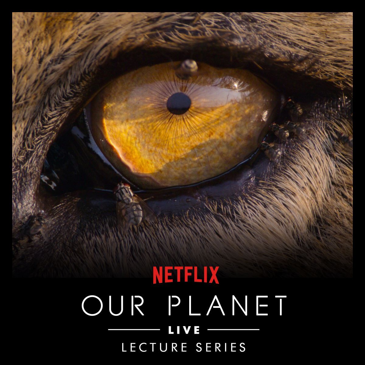 Netflix: Our Planet Live