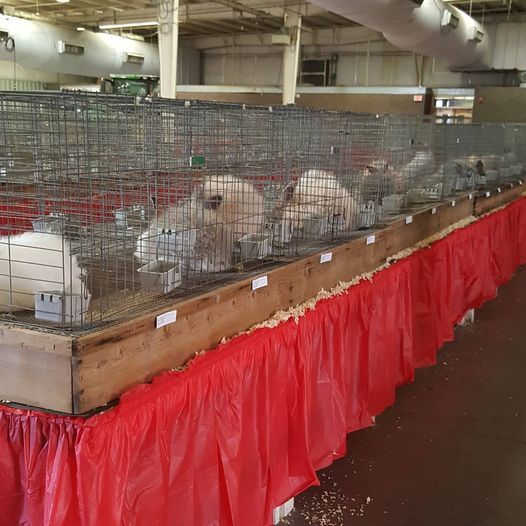 Tyf Attending The Casa Grande Rabbit Show Pinal County Fairgrounds Eleven Mile Corner Casa Grande 20 March 2021