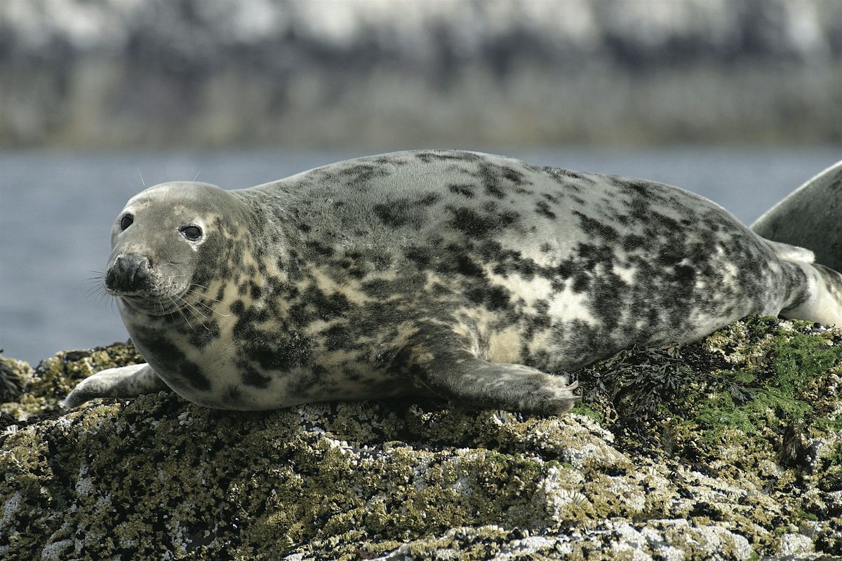 Home Education Connection - Marine Mammals