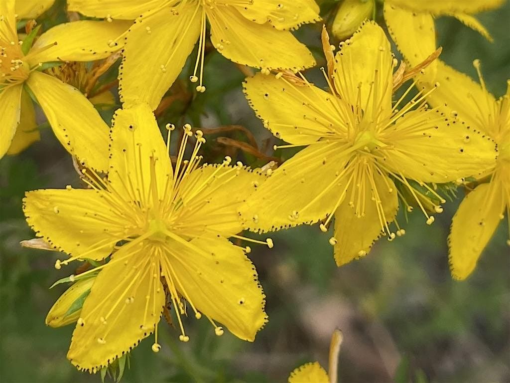 Tracing the Roots: The History and Energetics of Herbal Medicine