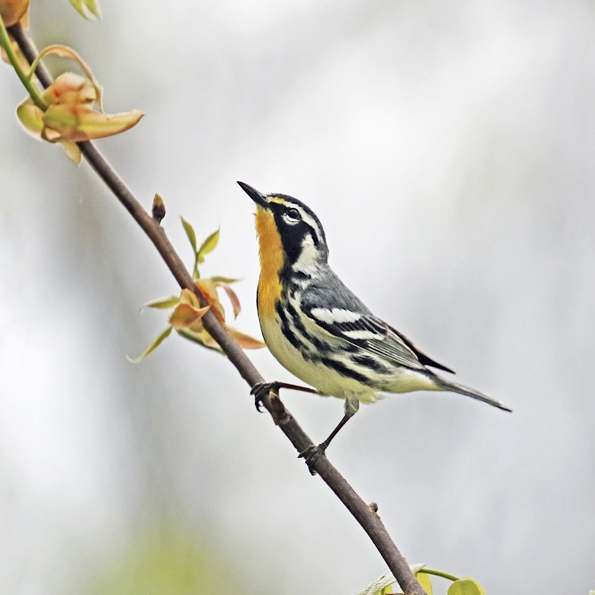 Forest Birds of the Palisades