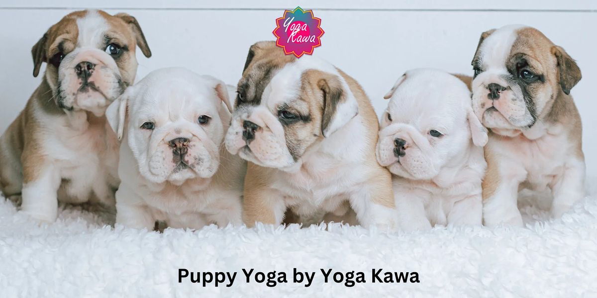 Puppy Yoga (Kid-Friendly) by Yoga Kawa Markham with English Bulldog Puppies