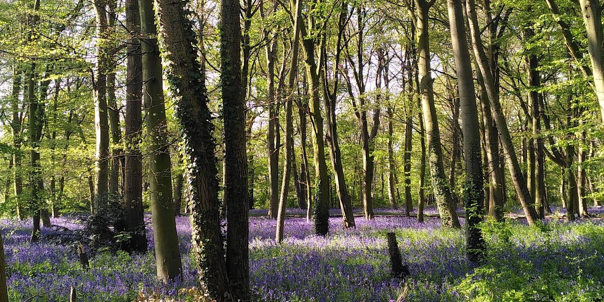 A Springtime at Wanstead Park  - Epping Forest Guided Walk
