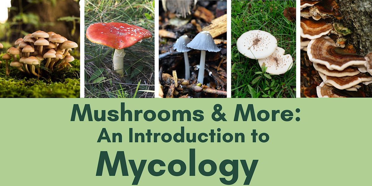 Mushrooms & More: An Introduction to Mycology