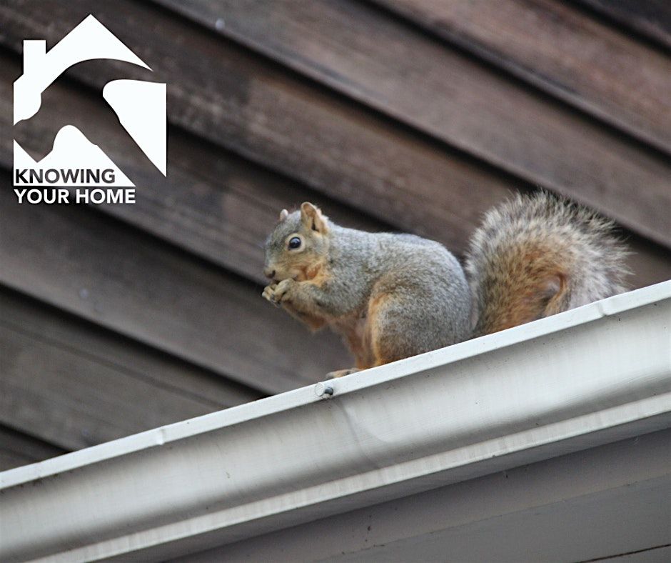 Knowing Your Home: Pest & Rodent Control