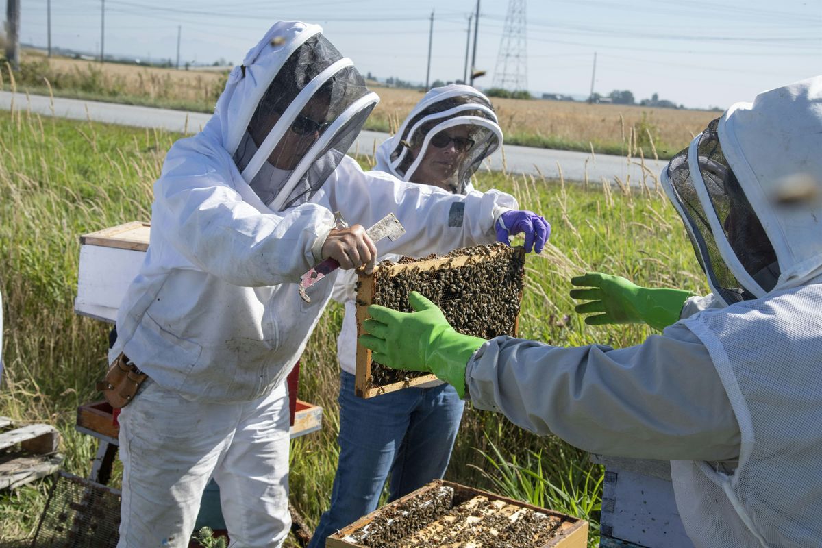 Hands-in-the-Hives Beekeeping & Mentorship Series - Beginner Beekeepers