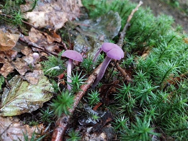 Fungi Identification and Foraging Foray 17\/11\/2024