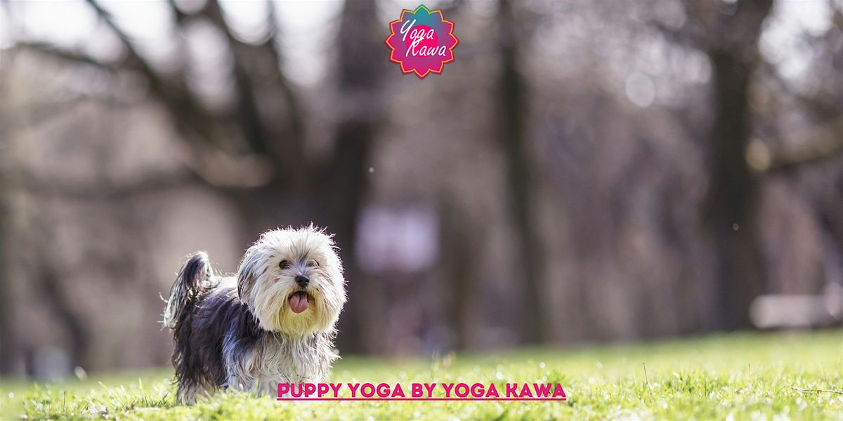 Puppy Yoga (Adults-Only)Yoga Kawa Toronto Maltese & Yorkie Puppies